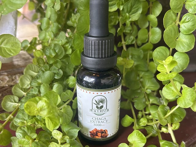 Chaga mushroom extract.