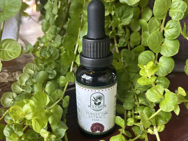 Turkey tail mushroom extract.